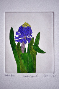 December Hyacinth