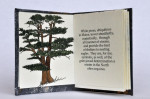 Winter_Trees-White_Pine.jpg